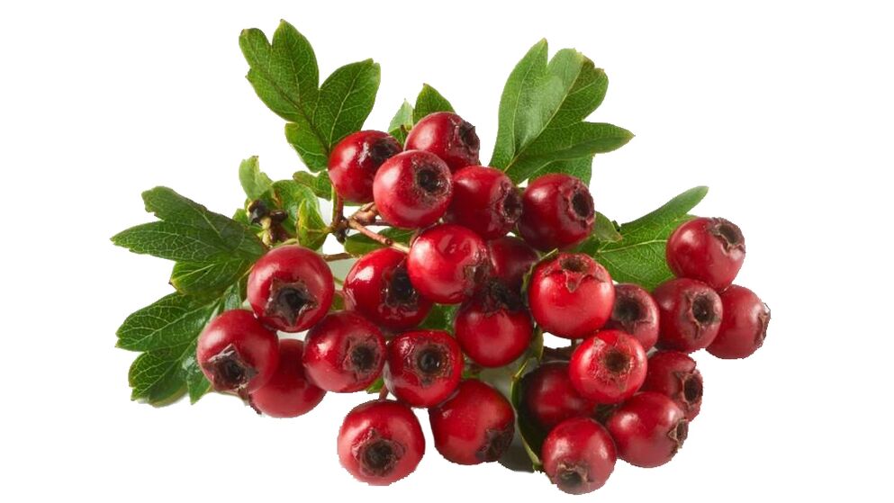 Hawthorn στο Toner